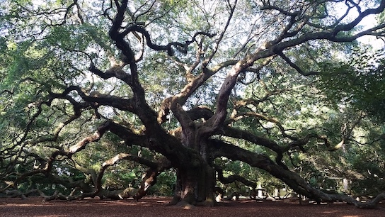 Angel oak
