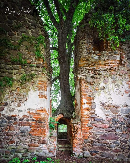 tree in archway