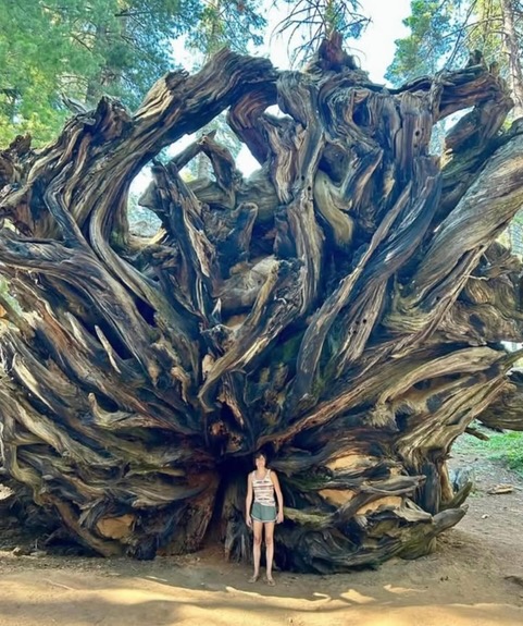 redwood root