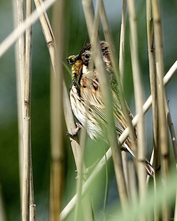 reed bunting