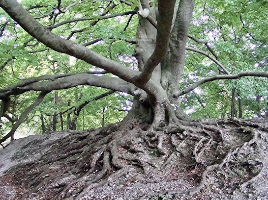 beech
