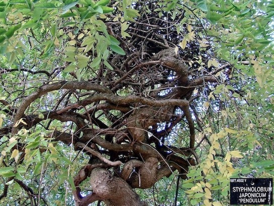 sophora