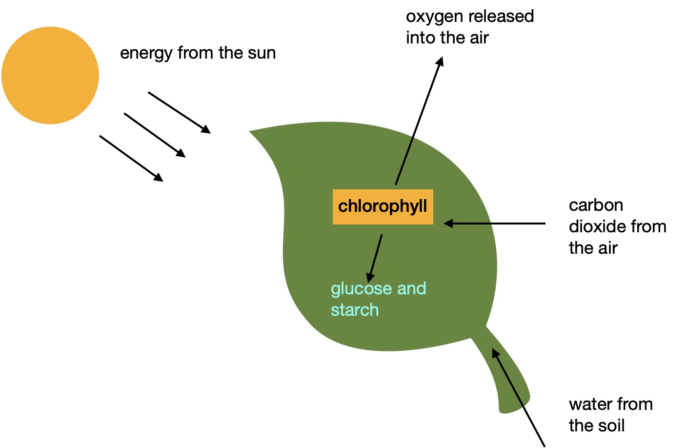 leaf image