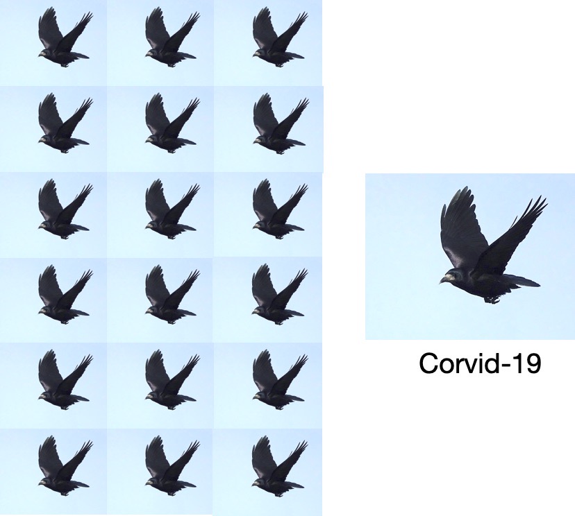 corvid-19